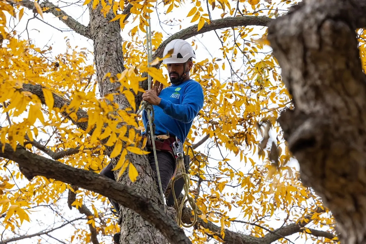 Skilled Tree Pruning crew working in Zumbro Falls